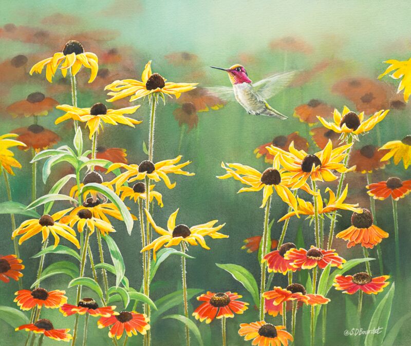 Anna's Hummingbird in Blackeyed Susans by Susan Bourdet