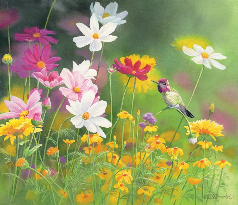 Anna's Hummingbird & Cosmos by Susan Bourdet