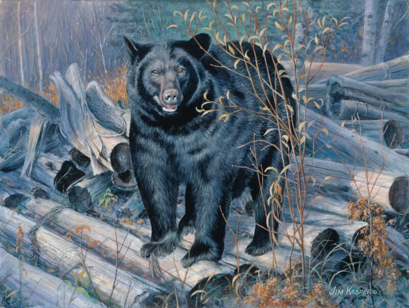Ant Hunter—Black Bear by Jim Kasper