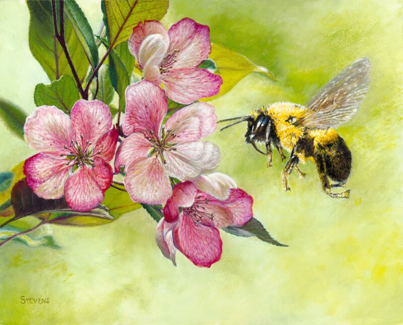 Apple—Bee by Gene Stevens