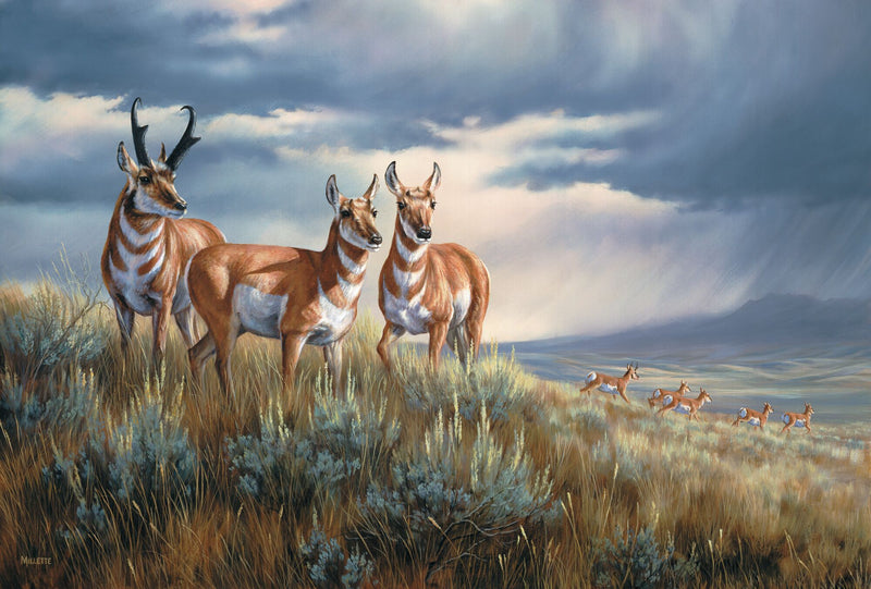 Approaching Storm—Pronghorns