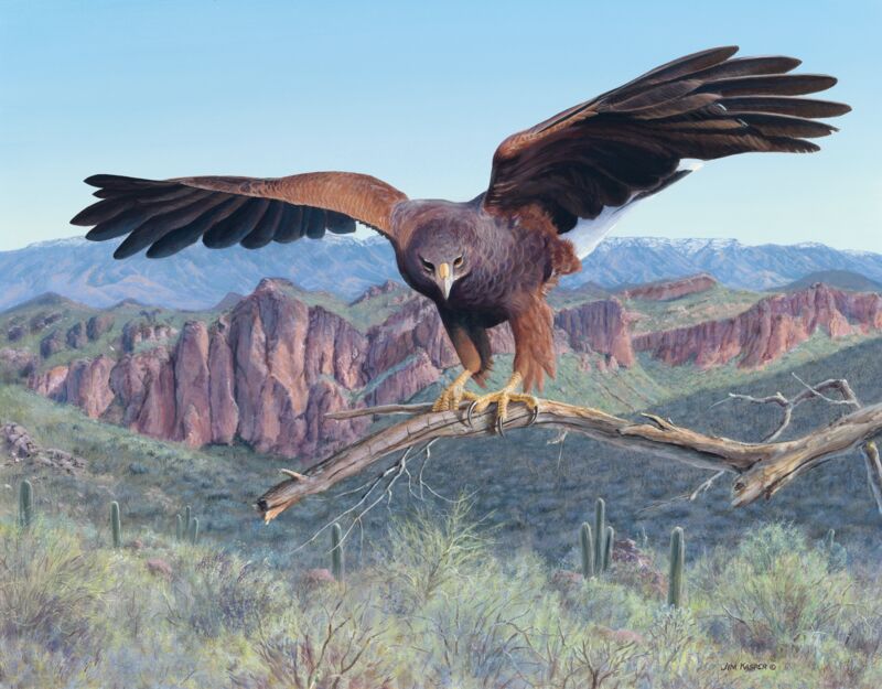 Attack—Harris Hawk by Jim Kasper