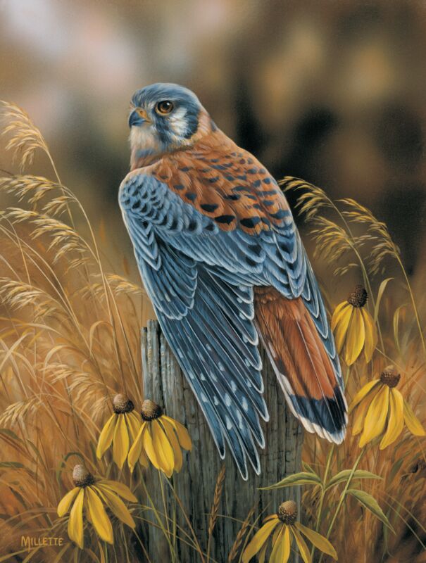 Fencepost Perch - Kestrel by Rosemary Millette