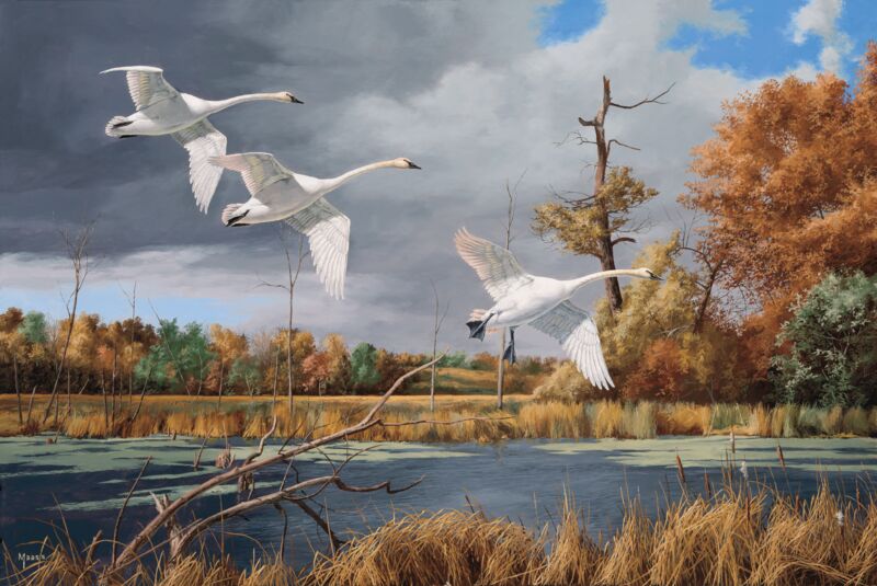 Autumn at Baker - Trumpeter Swans by David A. Maass