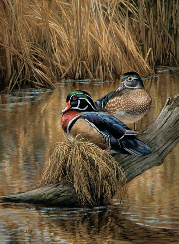 Backwaters—Wood Ducks by Rosemary Millette
