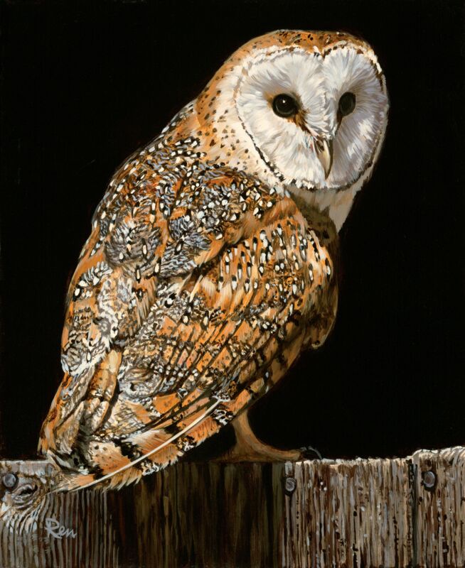 Barn Owl by Jon Ren