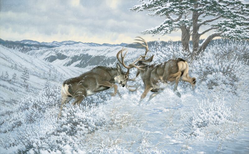 Battling Bucks - Mule Deer by Michael Sieve