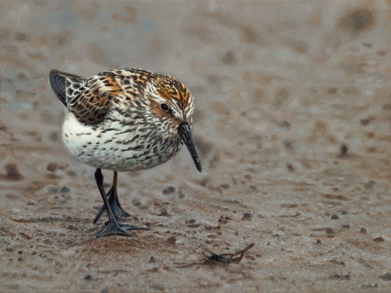 Beachcomber—Sandpiper by John Aldrich