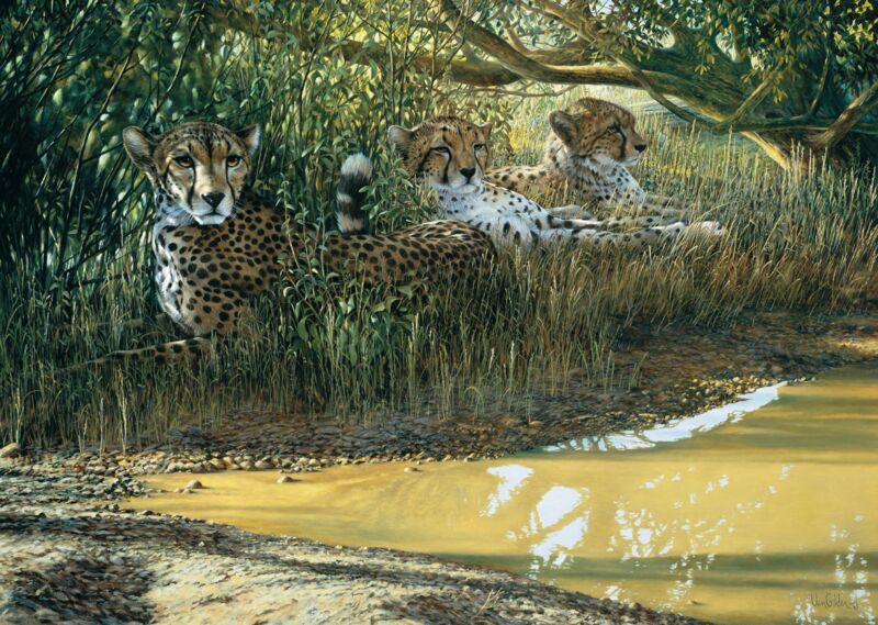 Beating the Heat—Cheetahs by Ron Van Gilder