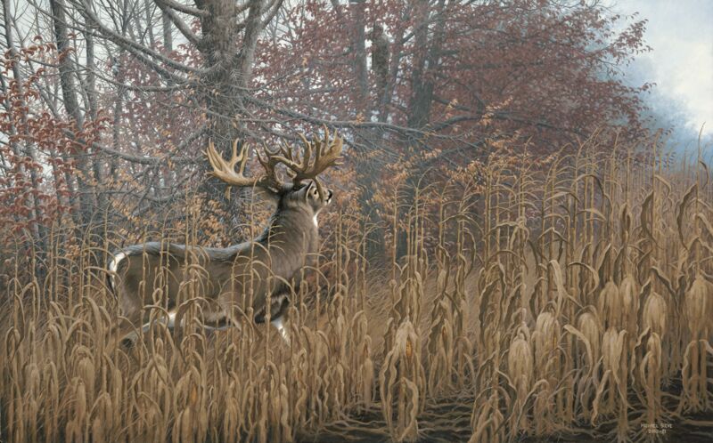 Beatty Buck - Whitetail Deer