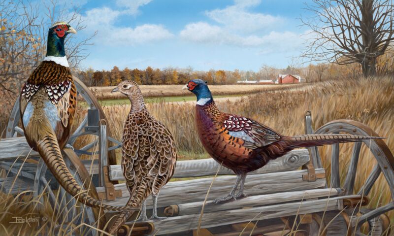 Bird Eye View—Pheasants by Larry Beckstein