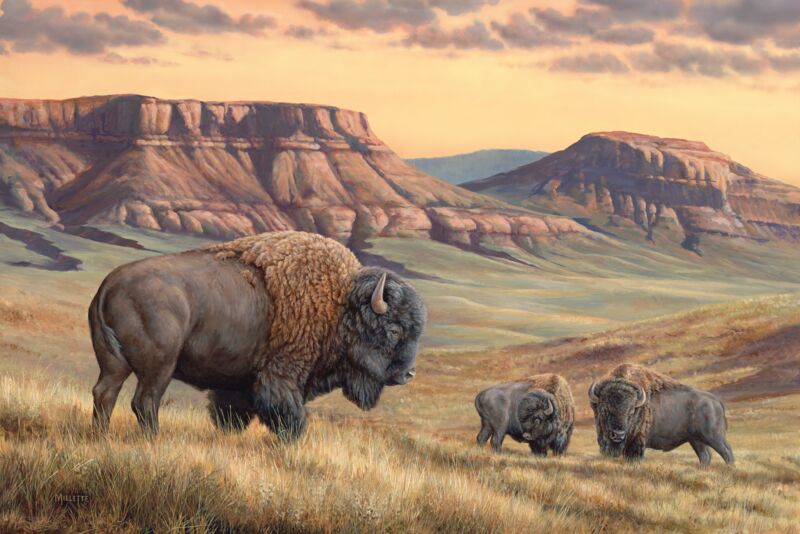 Bison Buttes by Rosemary Millette