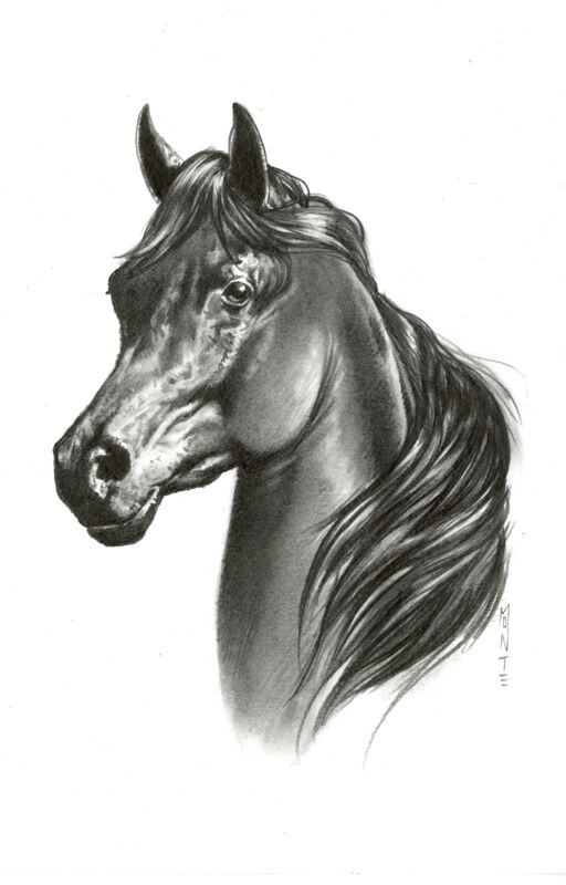 Black Beauty by Monte Moore