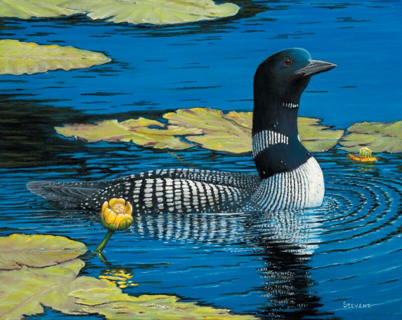 Black and Blue Brilliance—Loon by Gene Stevens
