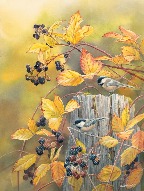 Blackberry Haven—Chickadees by Susan Bourdet