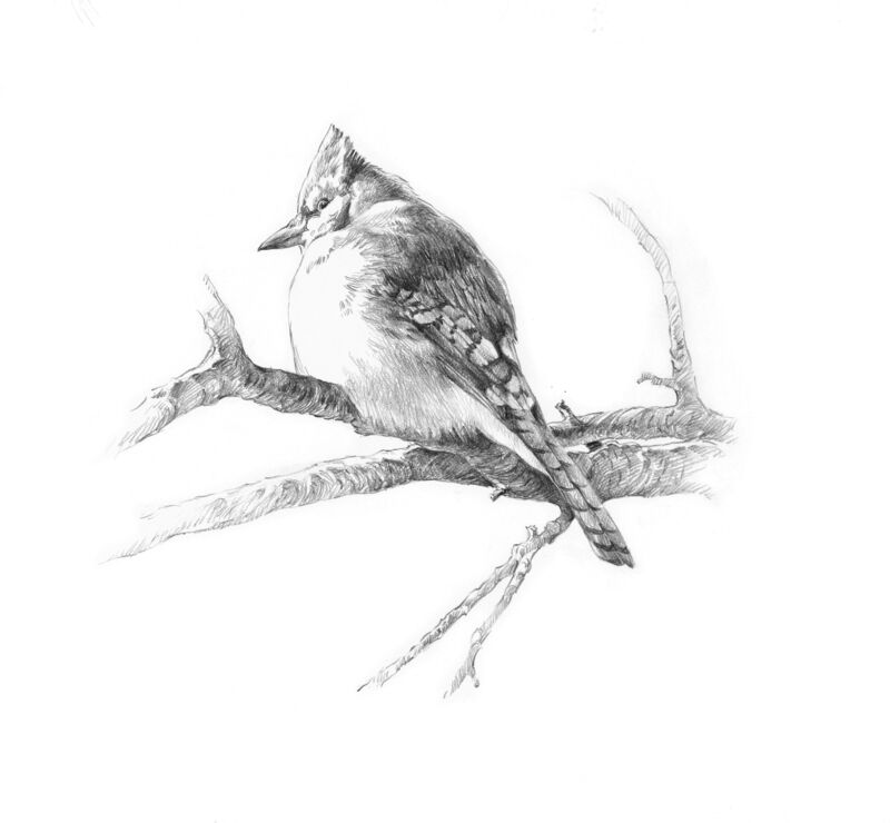 Blue Jay by Ron Van Gilder