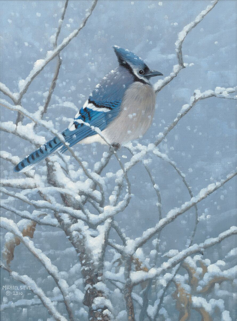 Blue Jay Study