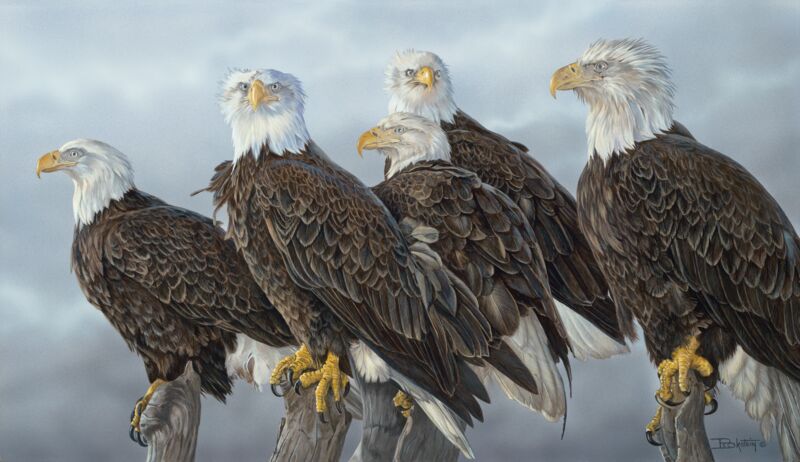 Board of Directors - Bald Eagles by Larry Beckstein