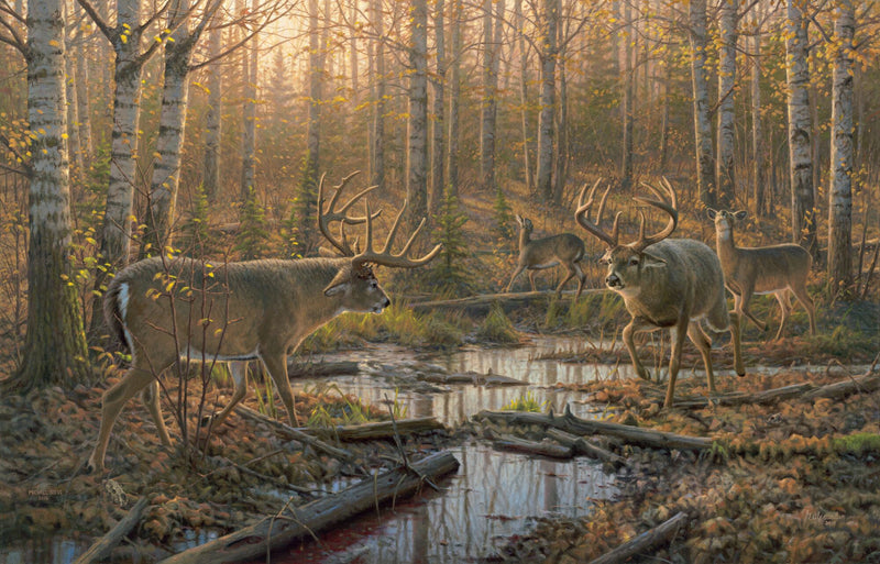 Border Wars—Whitetail Deer