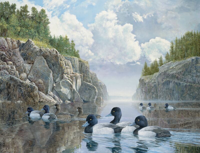 Boundary Waters—Bluebills