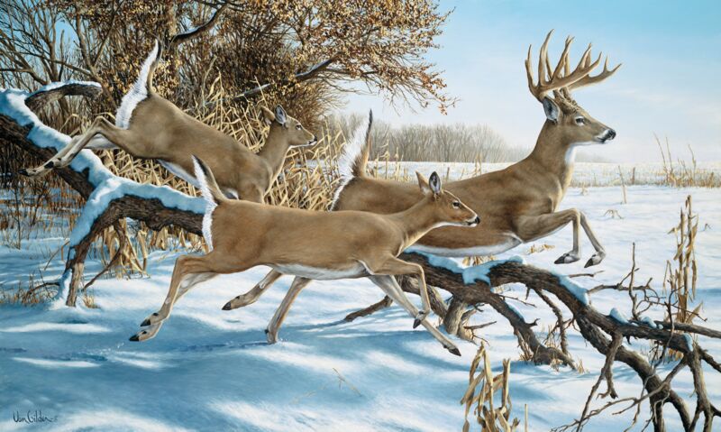 Breaking Cover - Whitetail Deer by Ron Van Gilder