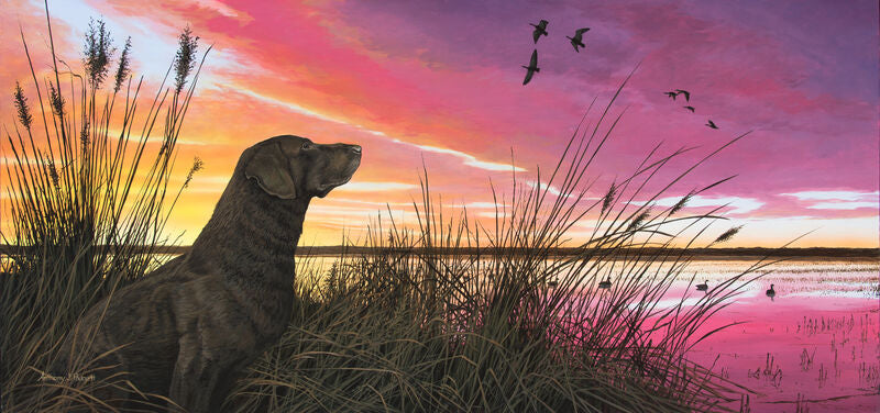 Breaking Cover—Chocolate Lab by Anthony Padgett