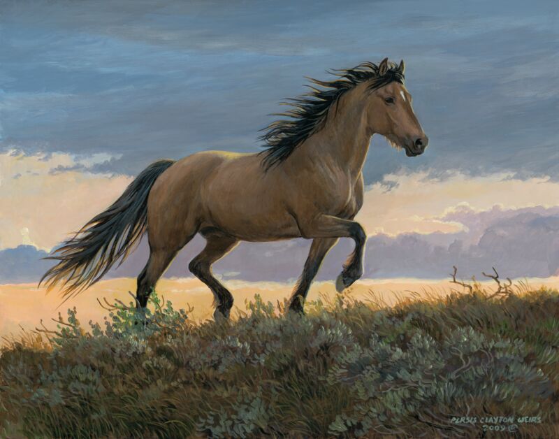 Buckskin Stallion by Persis Clayton Weirs
