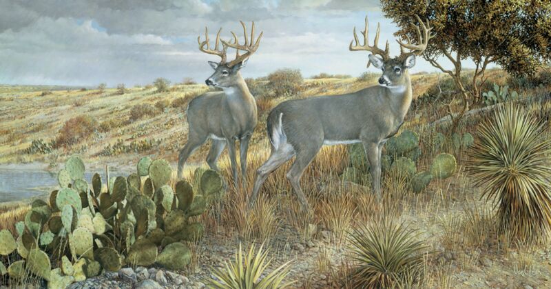 Cactus Country - Whitetail Deer by Ron Van Gilder