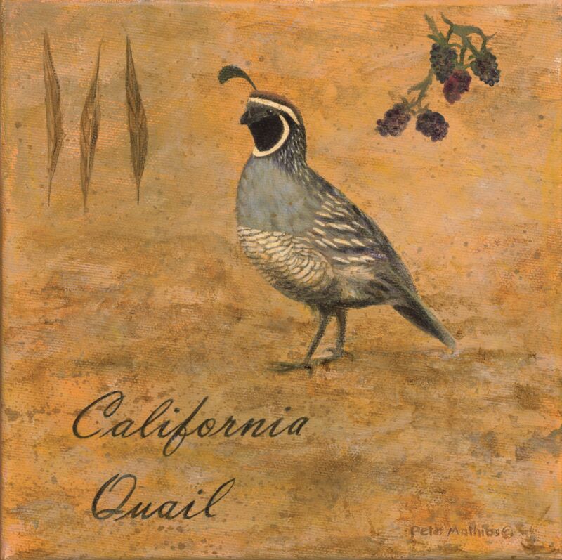 California Quail by Peter Mathios