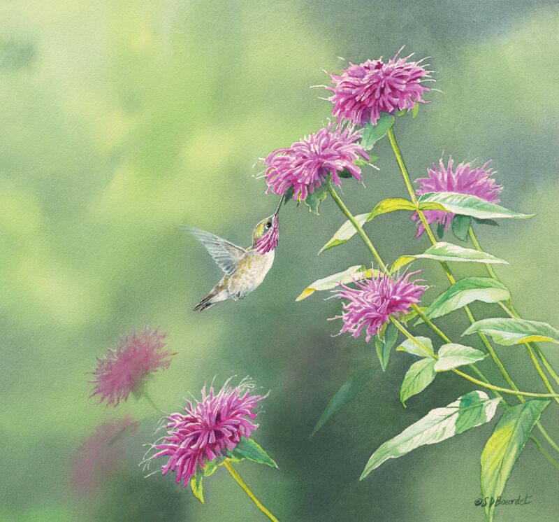 Calliope Hummingbird in Bee Balm by Susan Bourdet