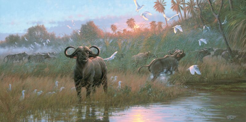 Cape Buffalo