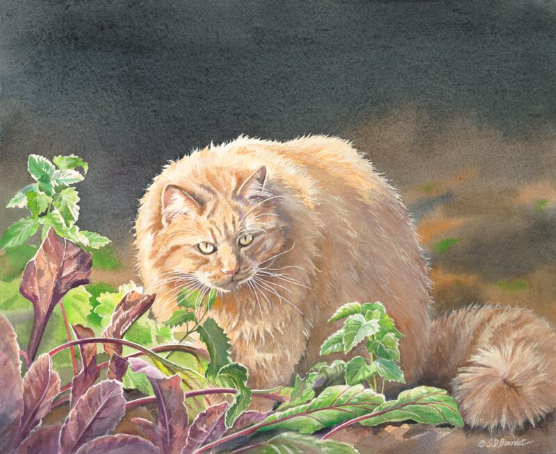 Catnip in the Garden by Susan Bourdet