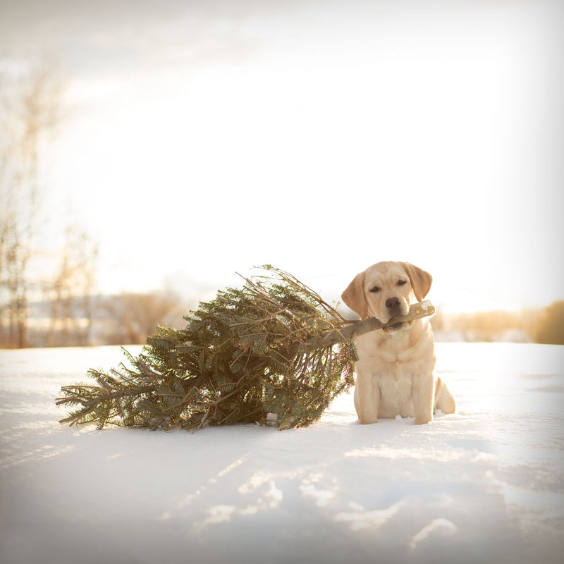 Cedar by Ron Schmidt