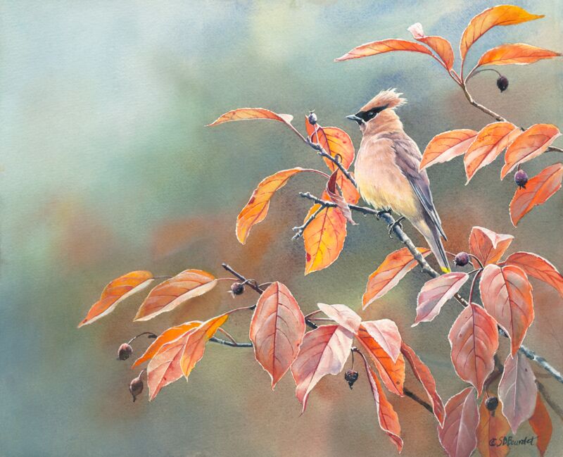 Cedar Waxwing in Fall Crabapple by Susan Bourdet