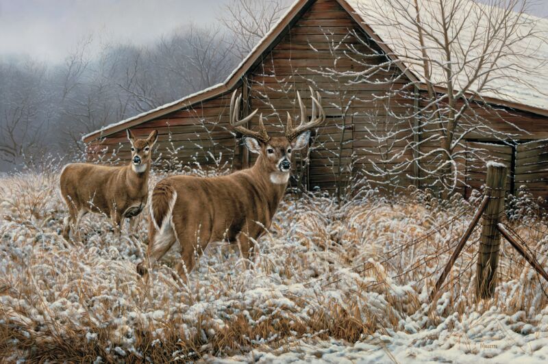 Chance Encounter - Whitetail Deer by Rosemary Millette