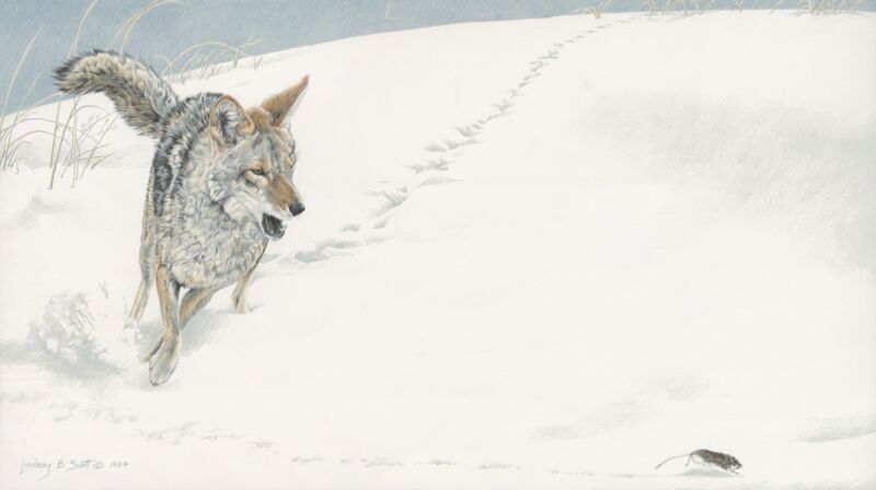 Chase—Coyote by Lindsay B Scott