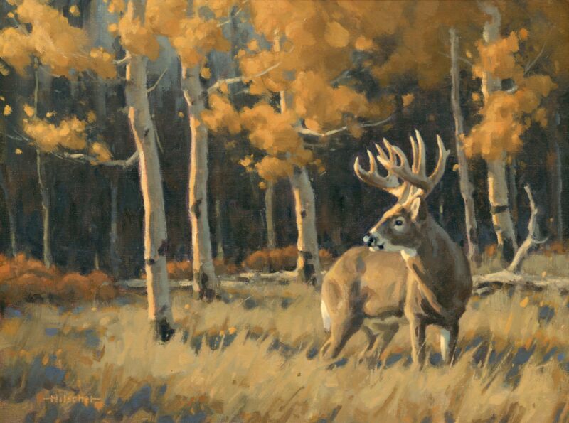 Checking His Back Trail—Whitetail Deer by Tony Hilscher