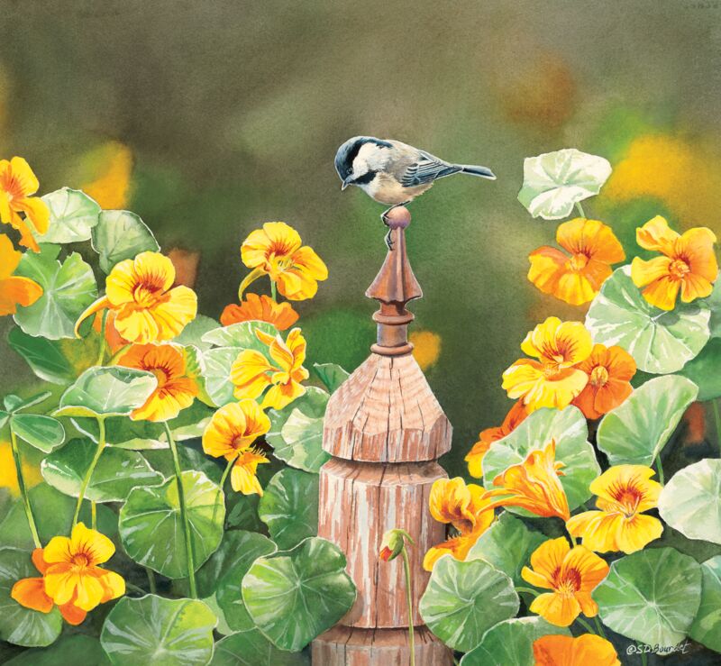 Chickadee & Nasturtiums by Susan Bourdet