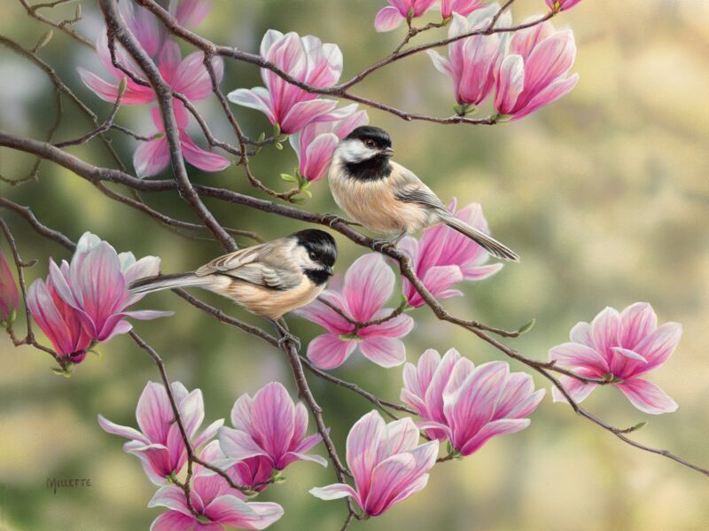Chickadees and Magnolias