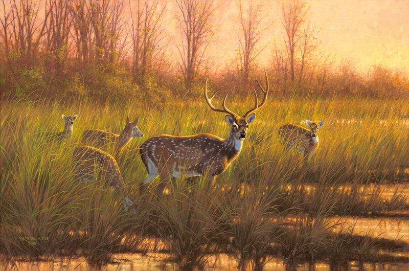Chital Deer