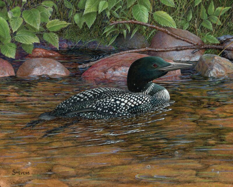 Clearwater Retreat—Loon by Gene Stevens