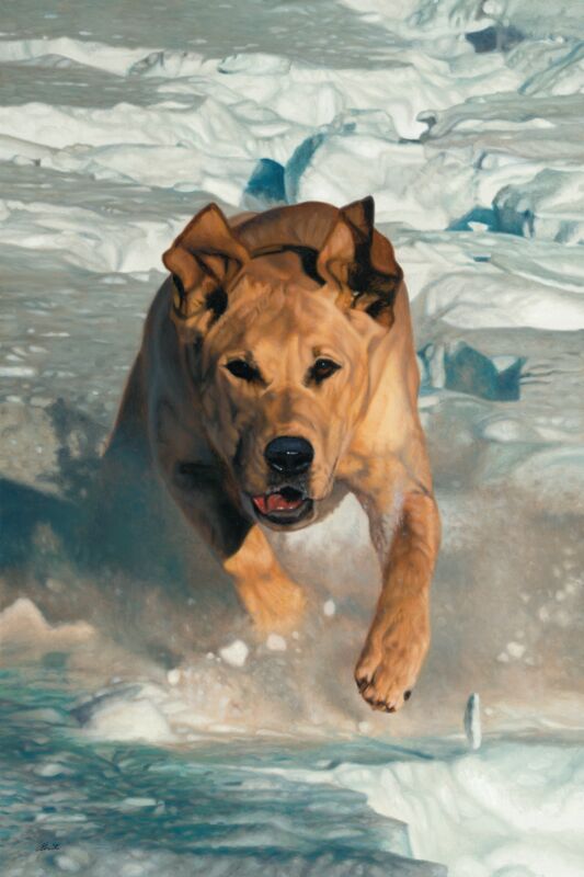 Closing Fast—Yellow Lab by John Aldrich