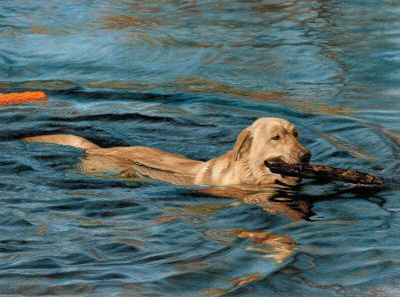 Color Blind - Yellow Lab by John Aldrich