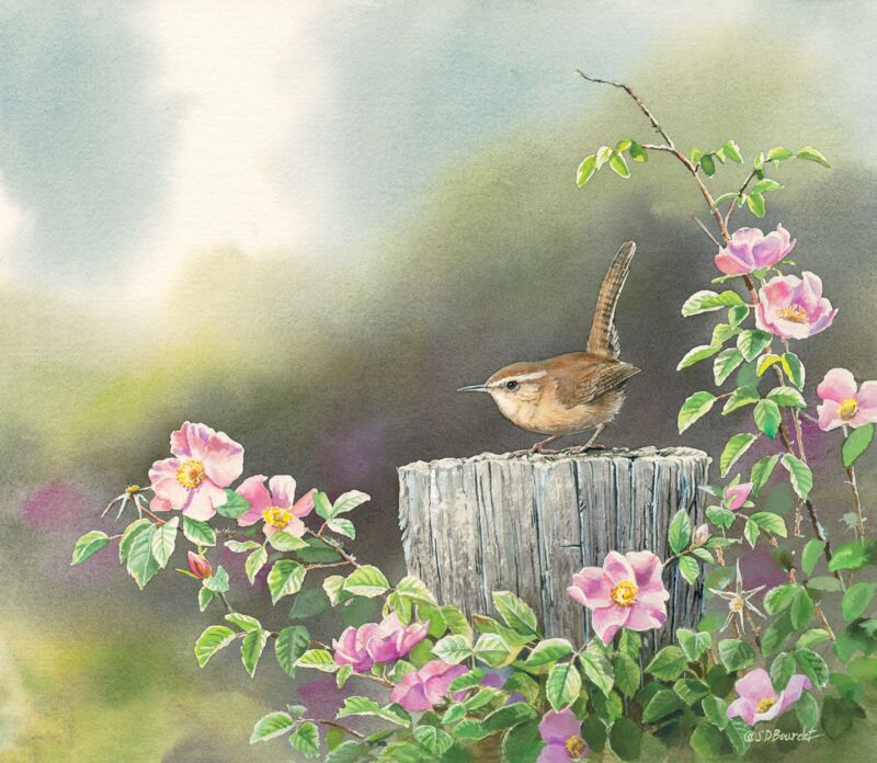 Coming Up Roses—Carolina Wren by Susan Bourdet