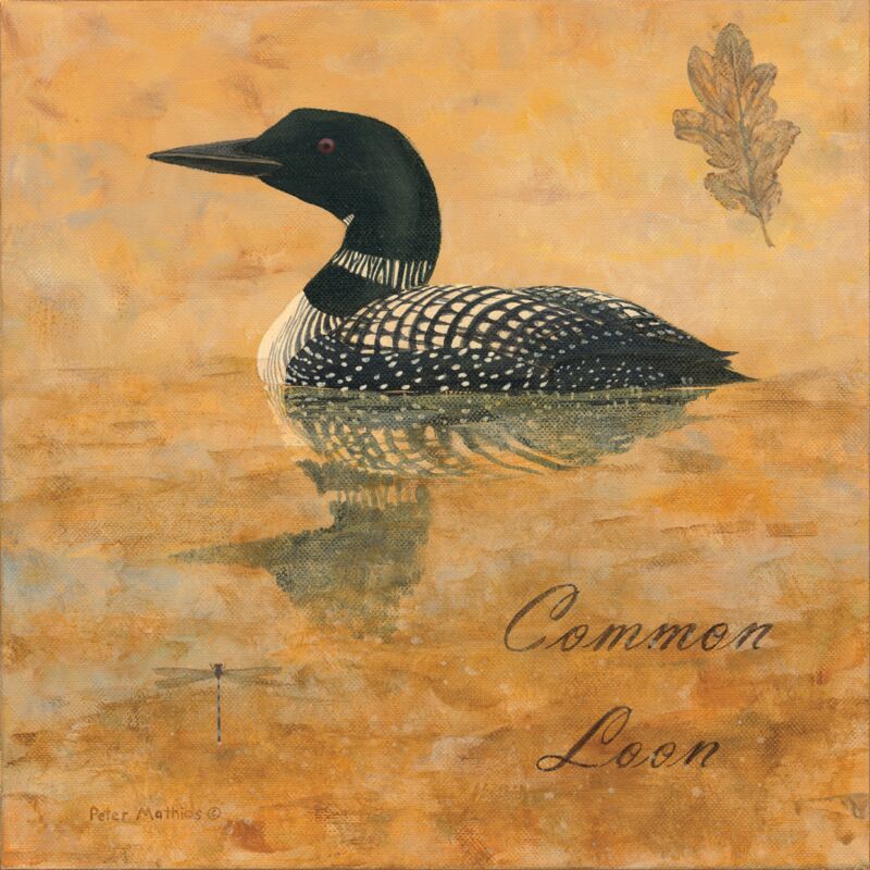 Common Loon by Peter Mathios
