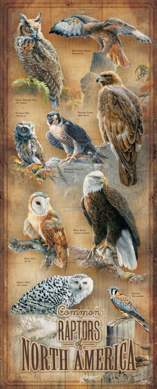 Common Raptors of North America by Susan Bourdet