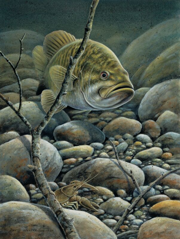 Confrontation—Smallmouth Bass by David Wenzel