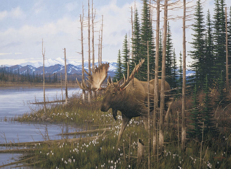 Cotton Grass Meadow - Moose