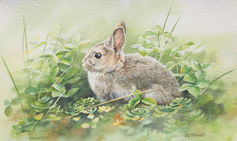 Cottontail Adventure