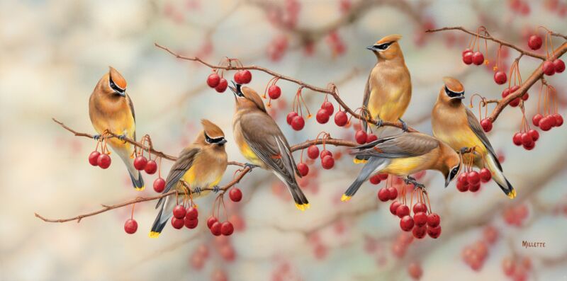 Crabapple Bandits - Cedar Waxwings by Rosemary Millette